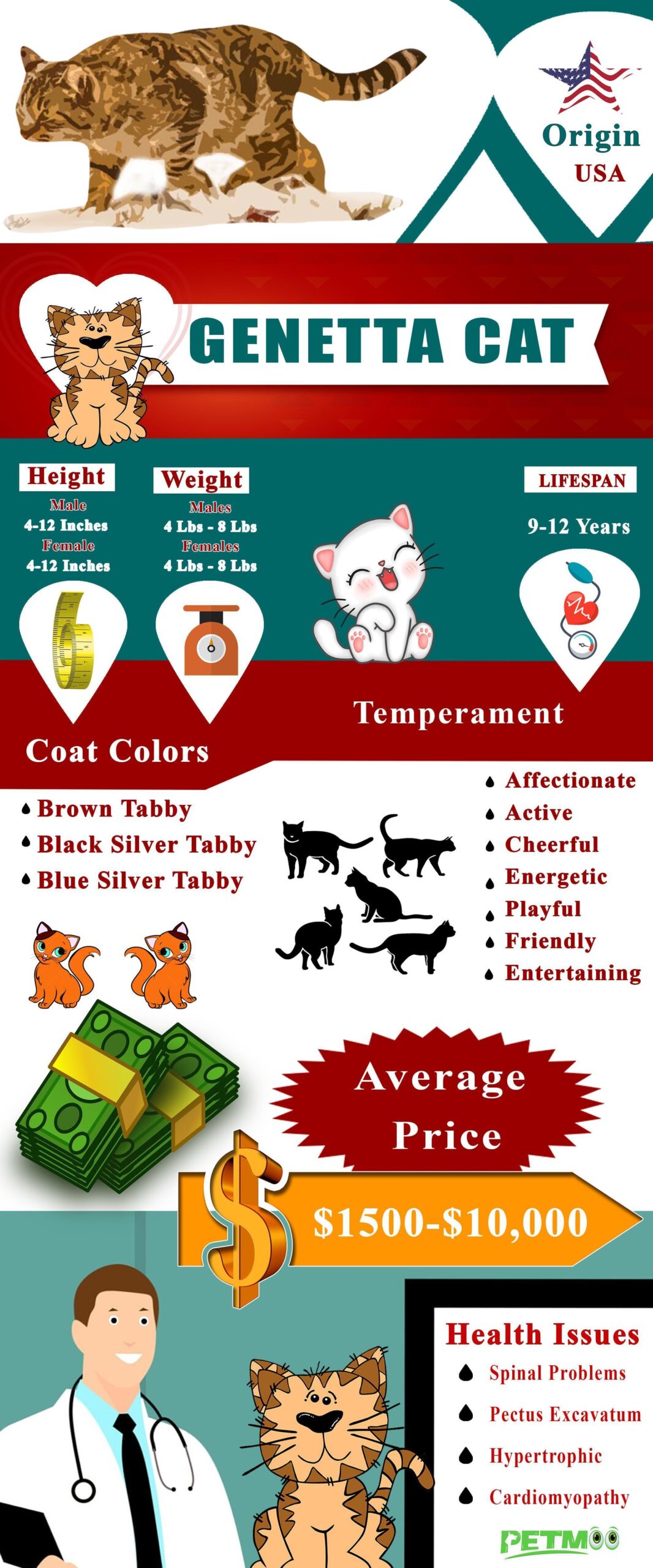 Genetta  Cat Infographic
