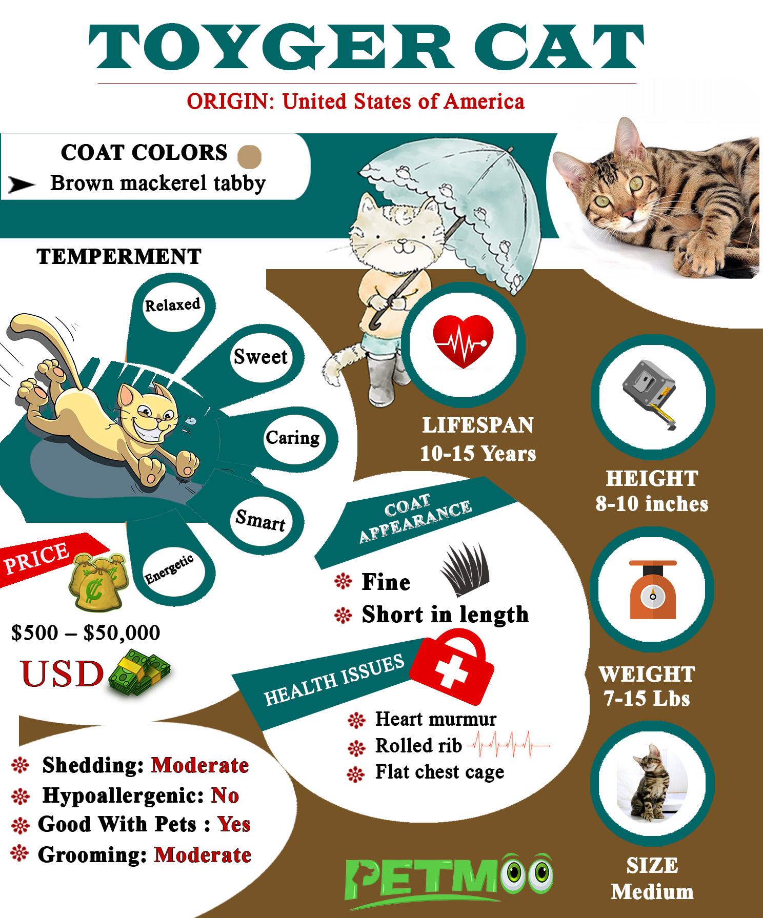 Toyger Cat Infographic