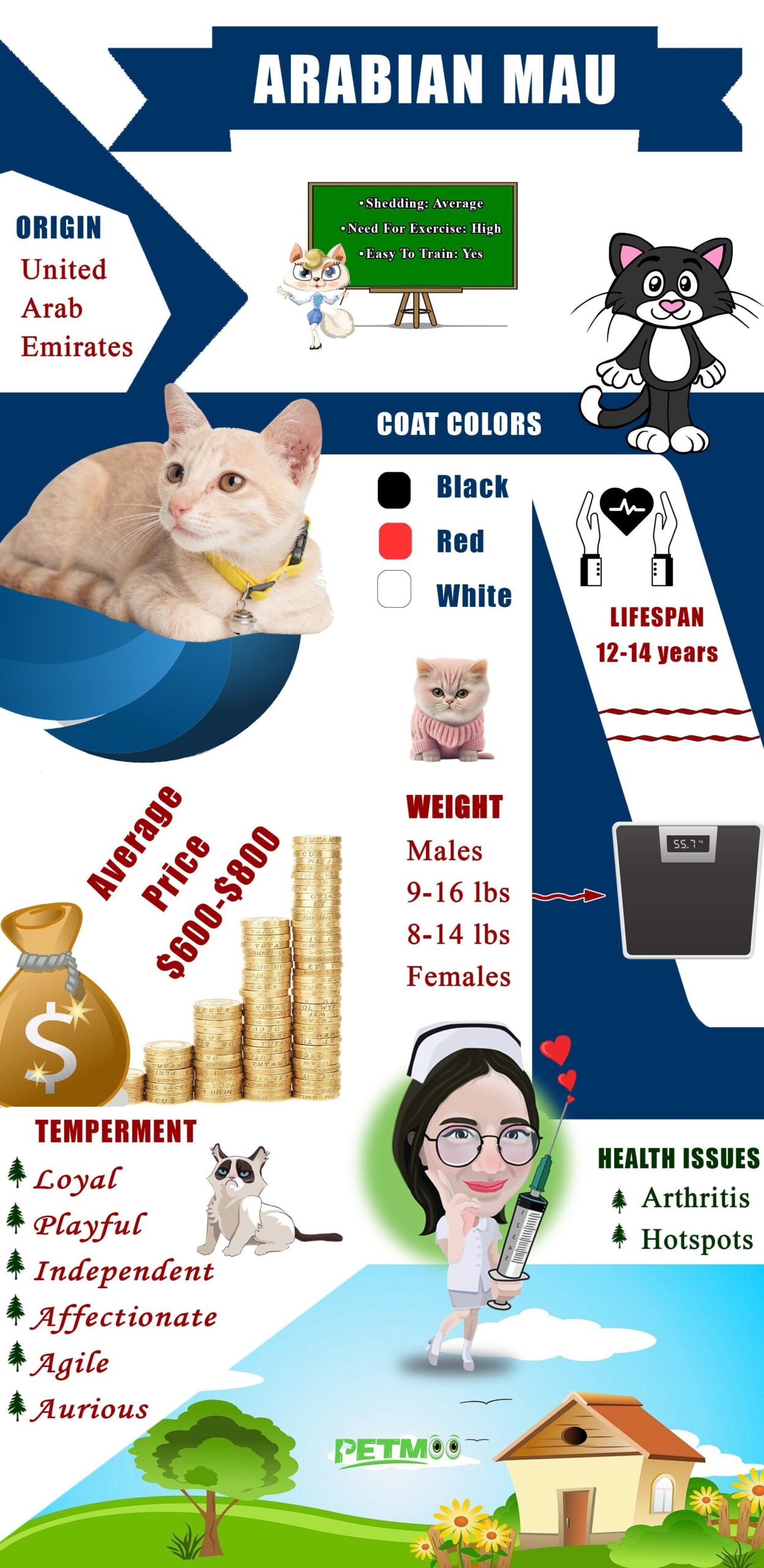 Arabian Mau Cat Infographic