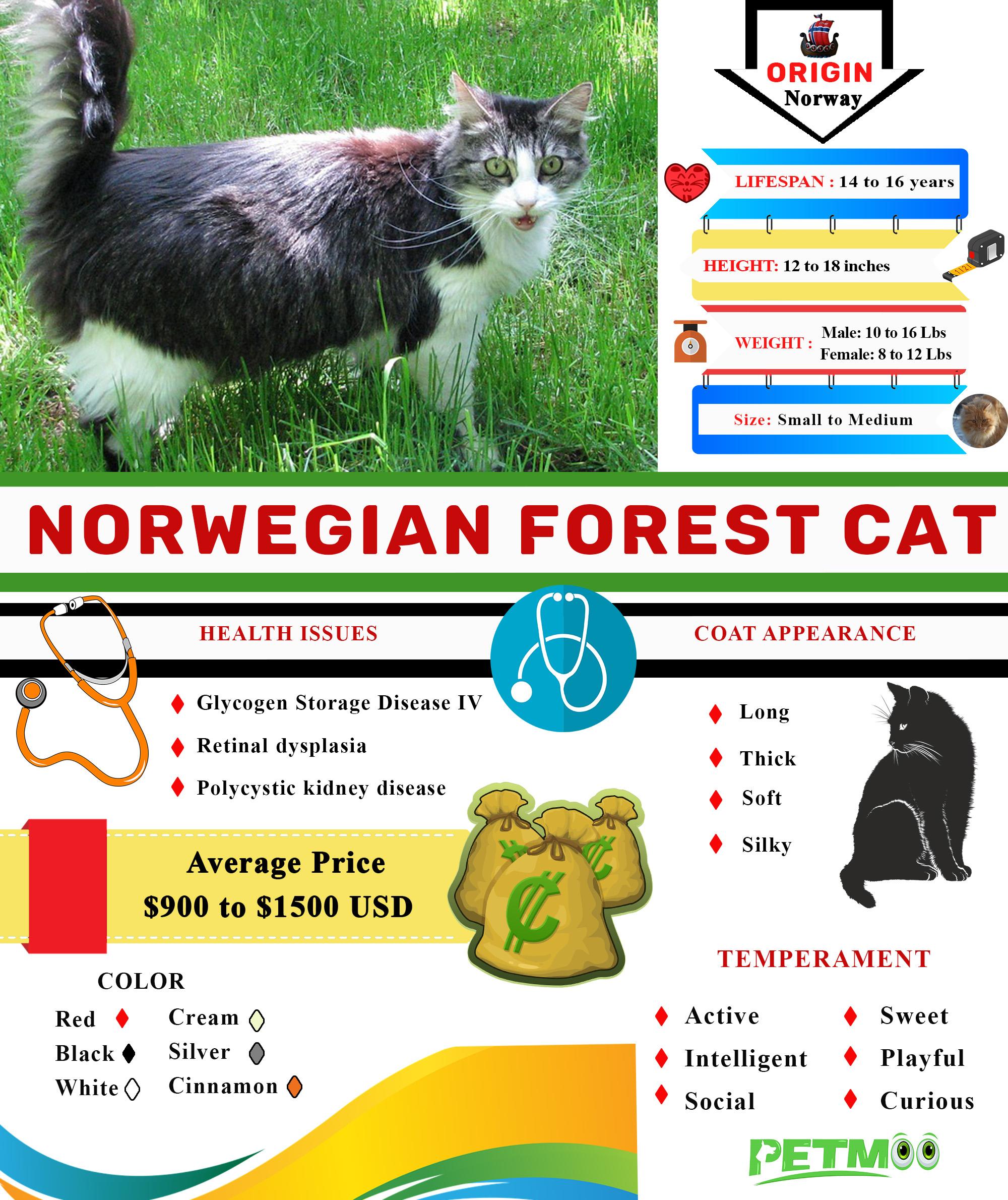 Norwegian Forest Cat Infographic