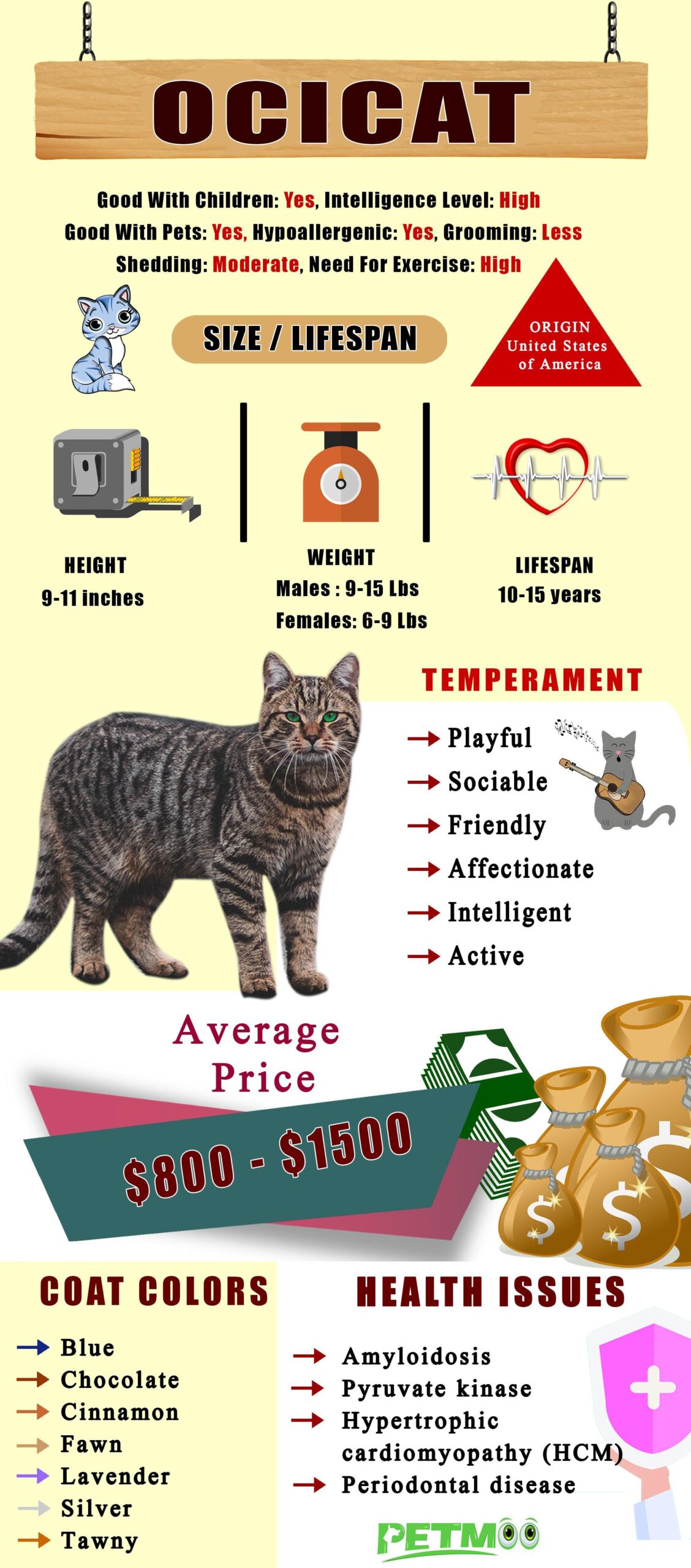 Ocicat Infographic