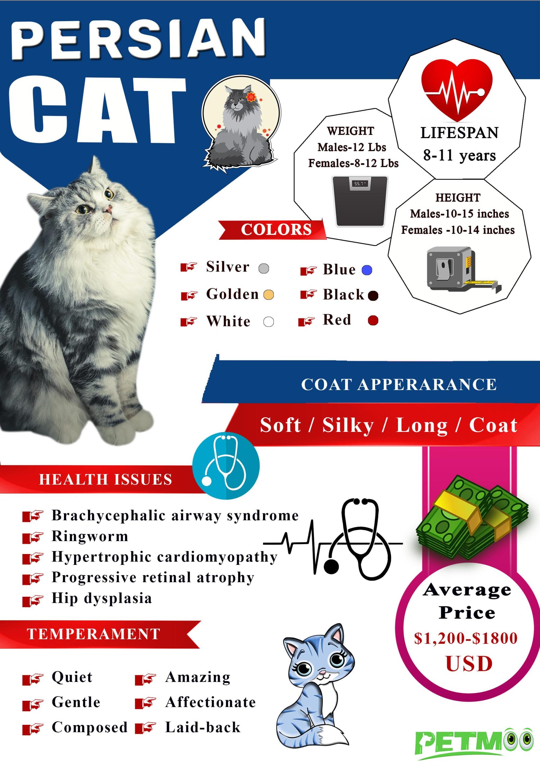 Persian Cat Infographic