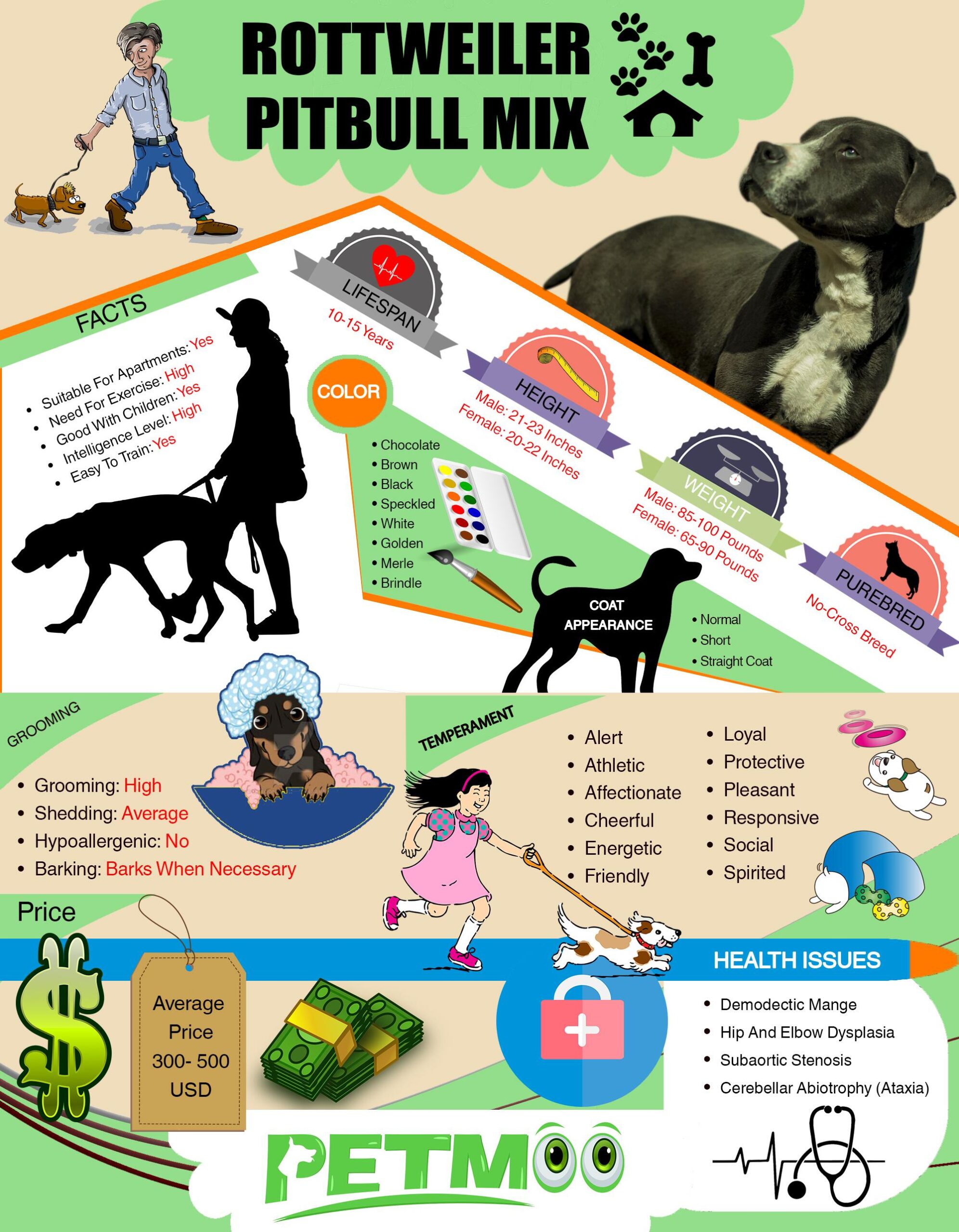 Rottweiler Pitbull Mix Infographic