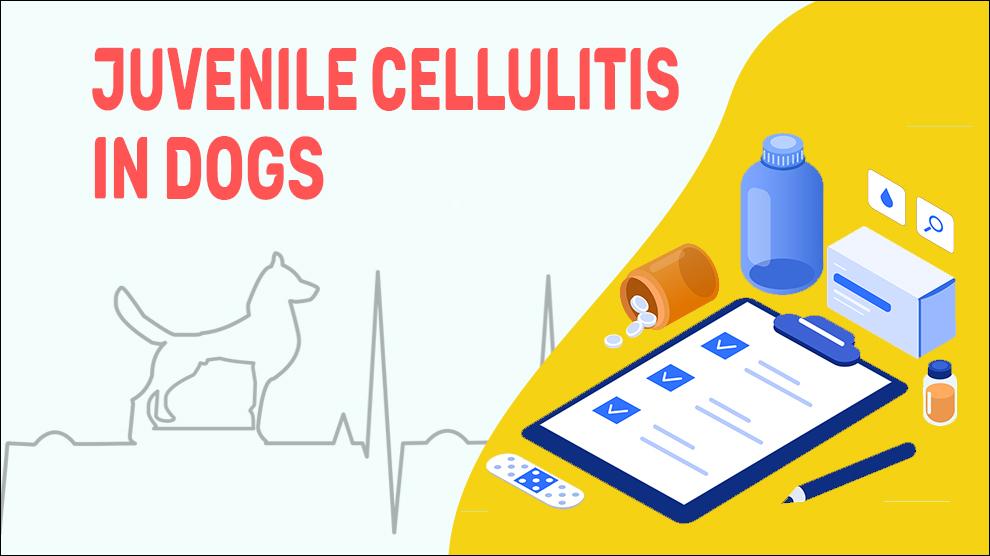 Juvenile Cellulitis In Dogs - Symptoms & Treatment - Petmoo