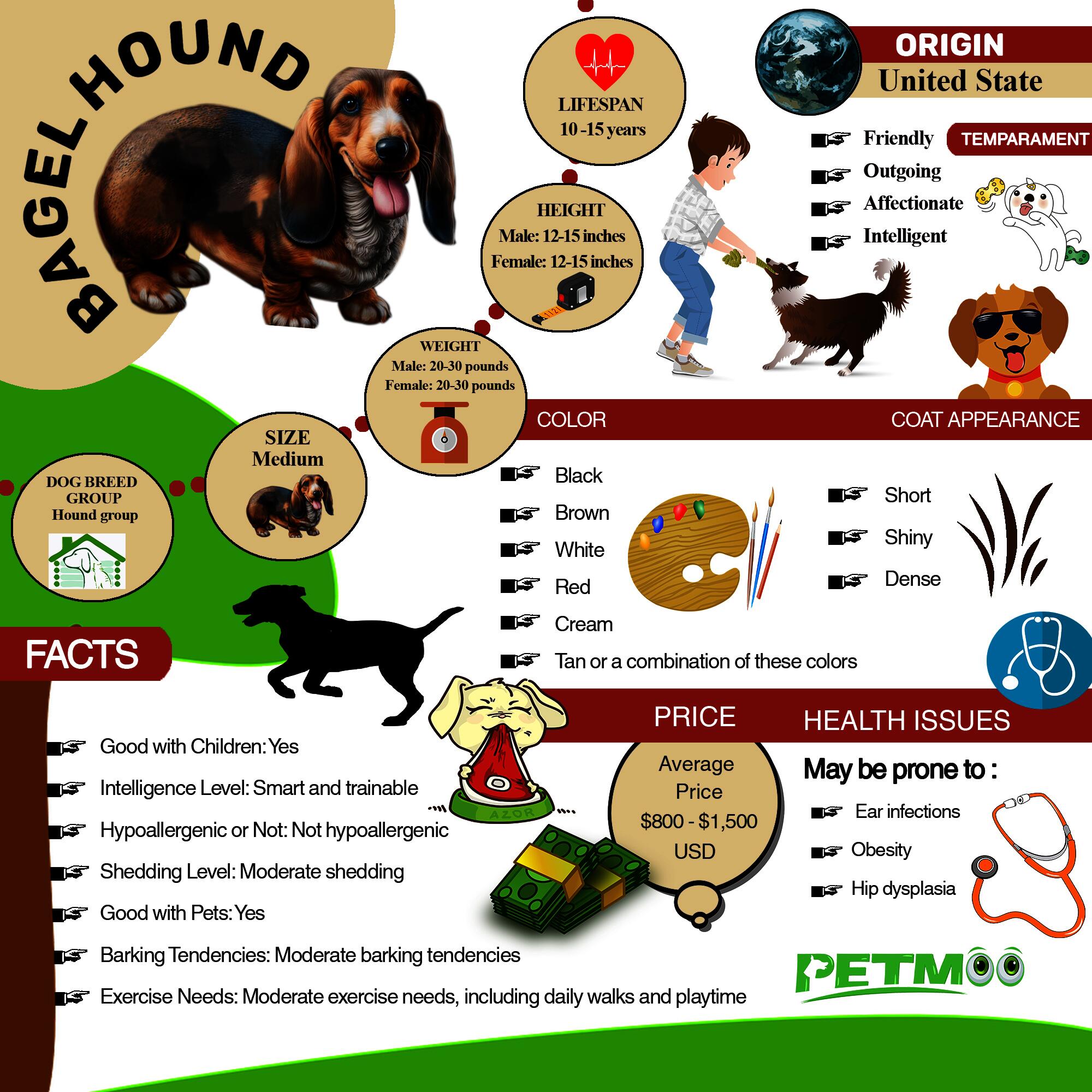 Bagel Hound Infographic