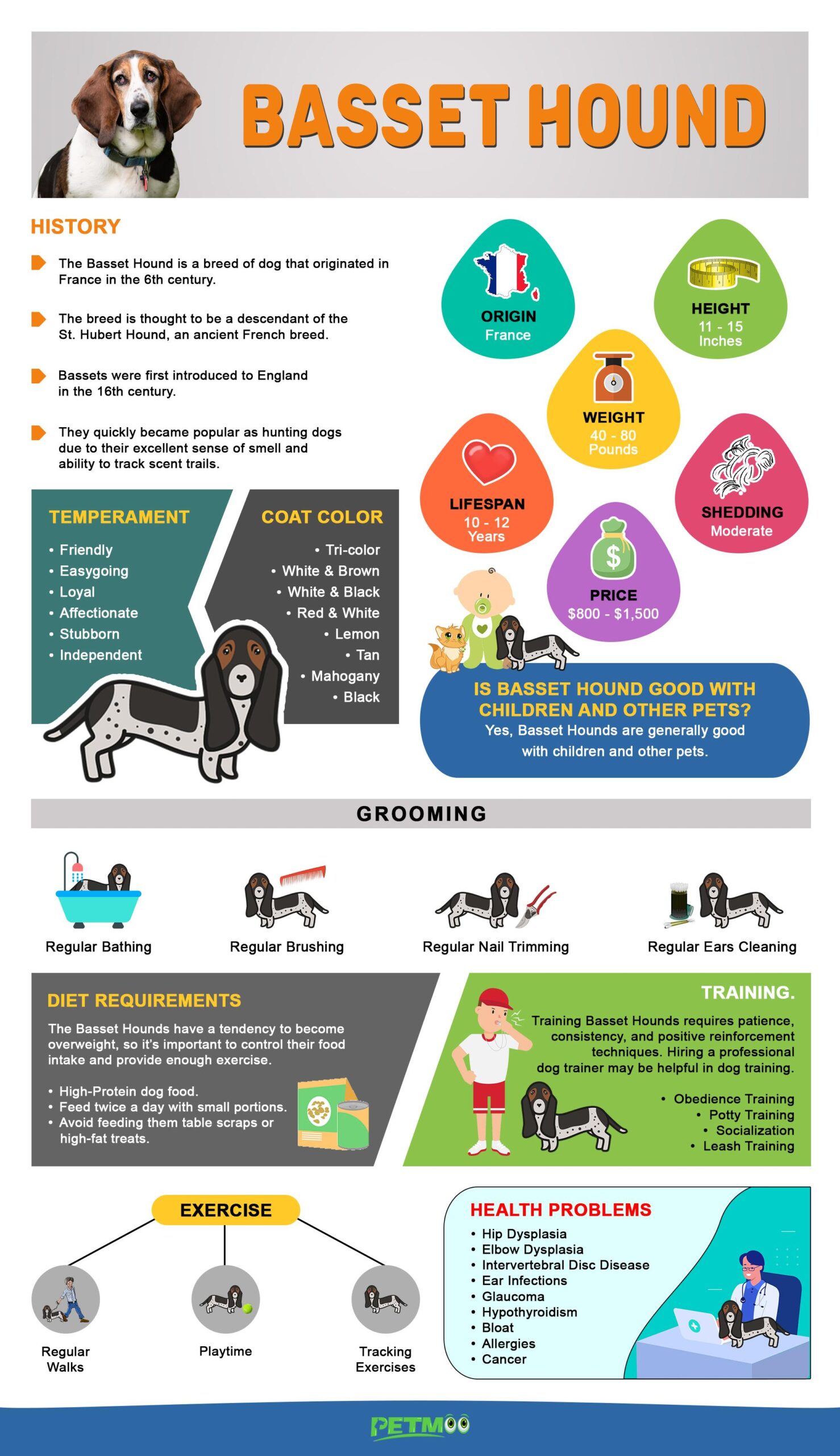 Basset Hound Infographics