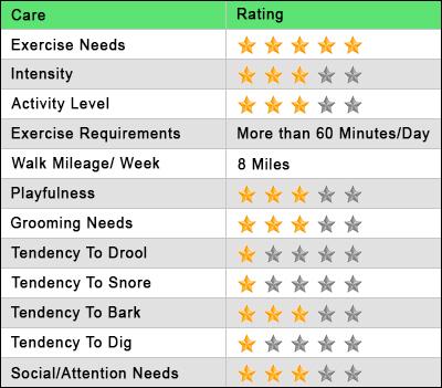 Bloodhound Care Star Rating