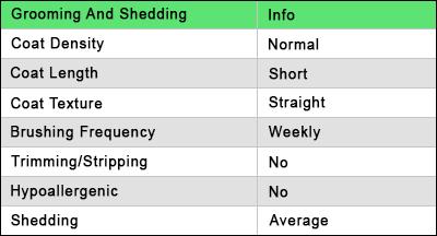 Bloodhound Grooming And Shedding Star Rating