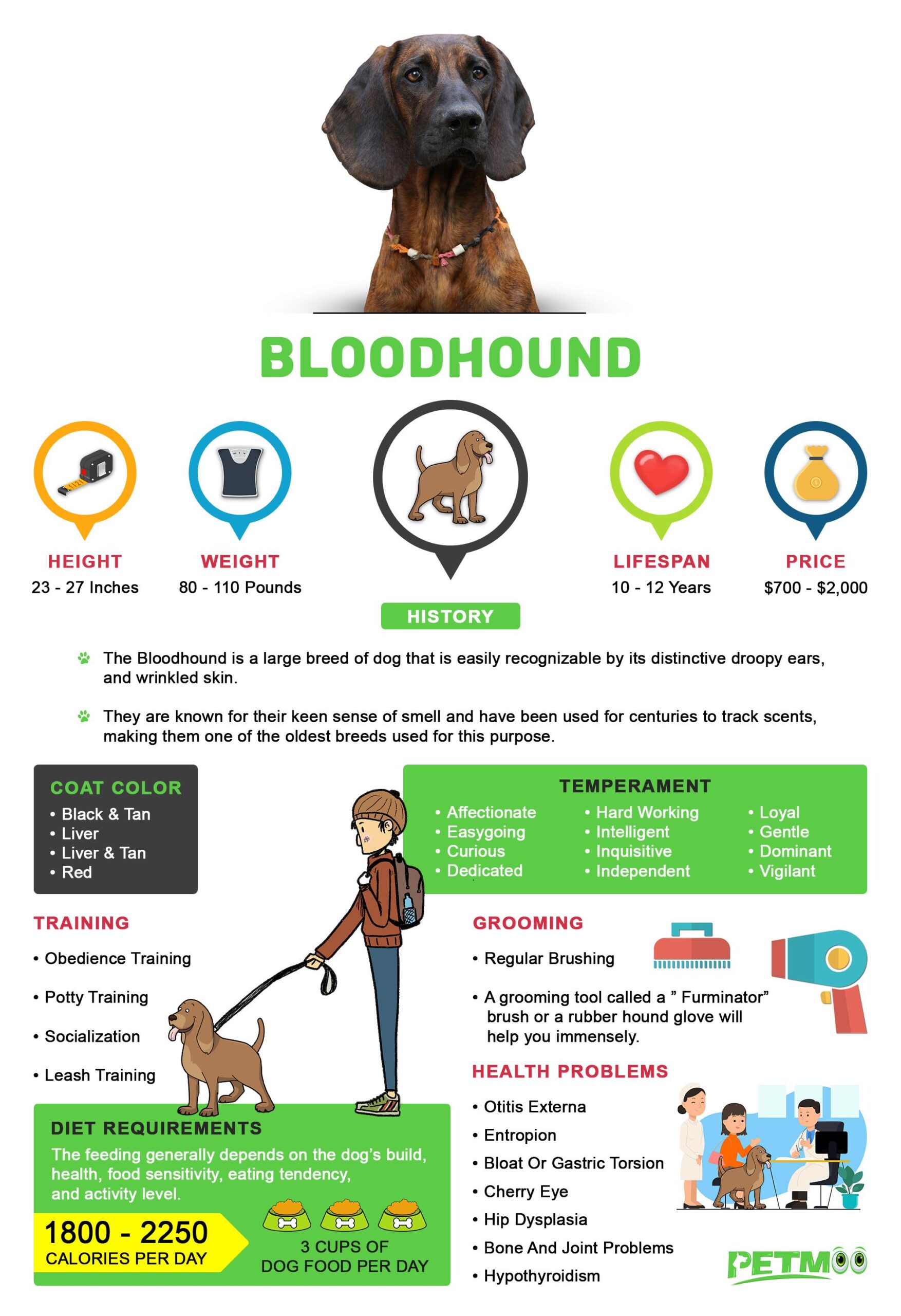 Bloodhound Infographic