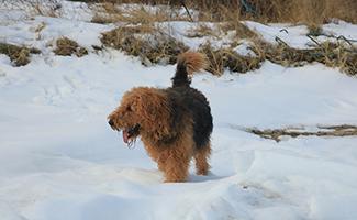 Airedale Terrier Breed