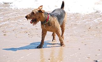 Airedale Terrier Dog Pictures