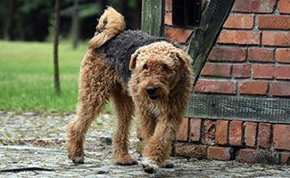 Airedale Terrier Dog