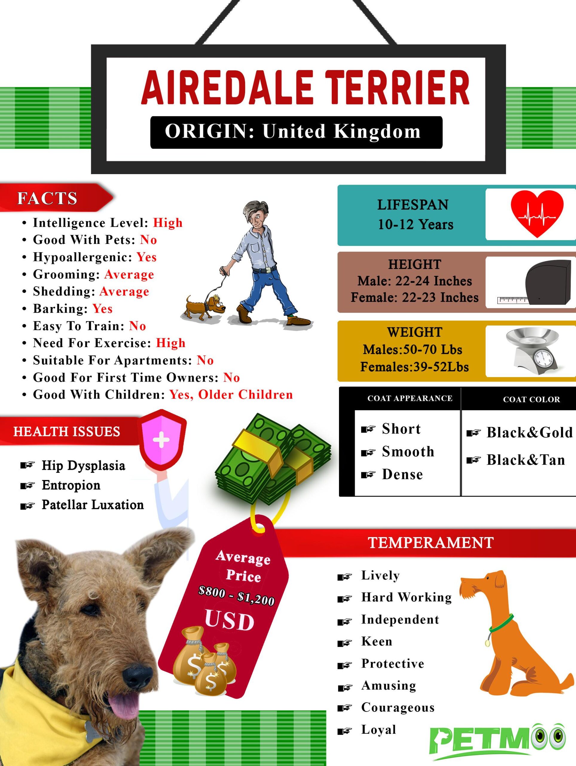 Airedale Terrier Infographic