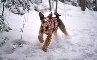 Airedale Terrier Pictures