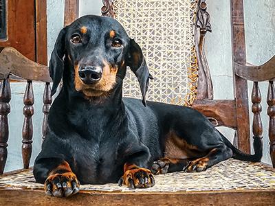 Black & Tan Coonhound