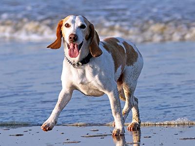 Treeing Walker Coonhound