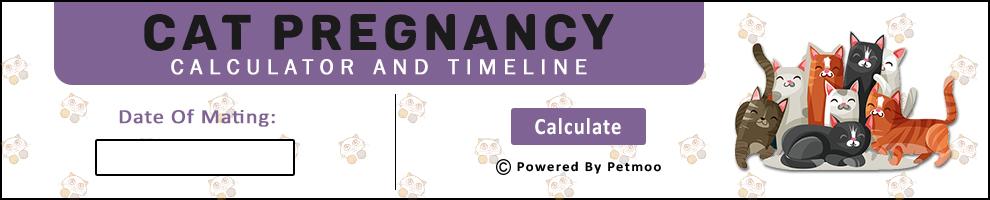 Cat Pregnancy Search Tool