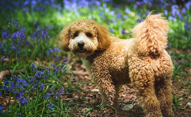 Cavapoo Full Grown