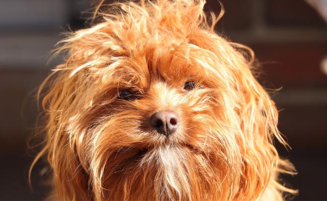 Cavapoo Grooming