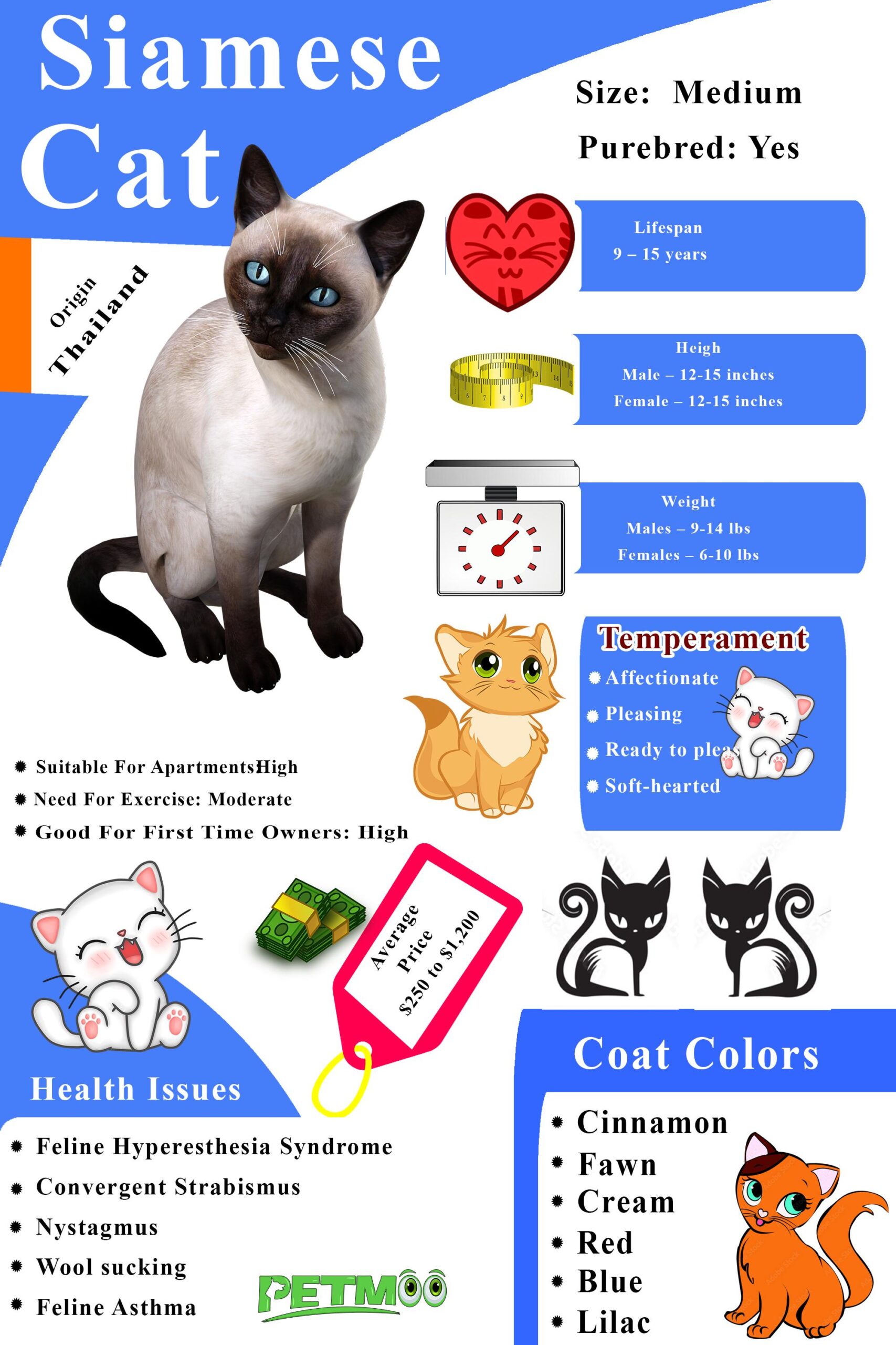 Siamese Cat Infographic