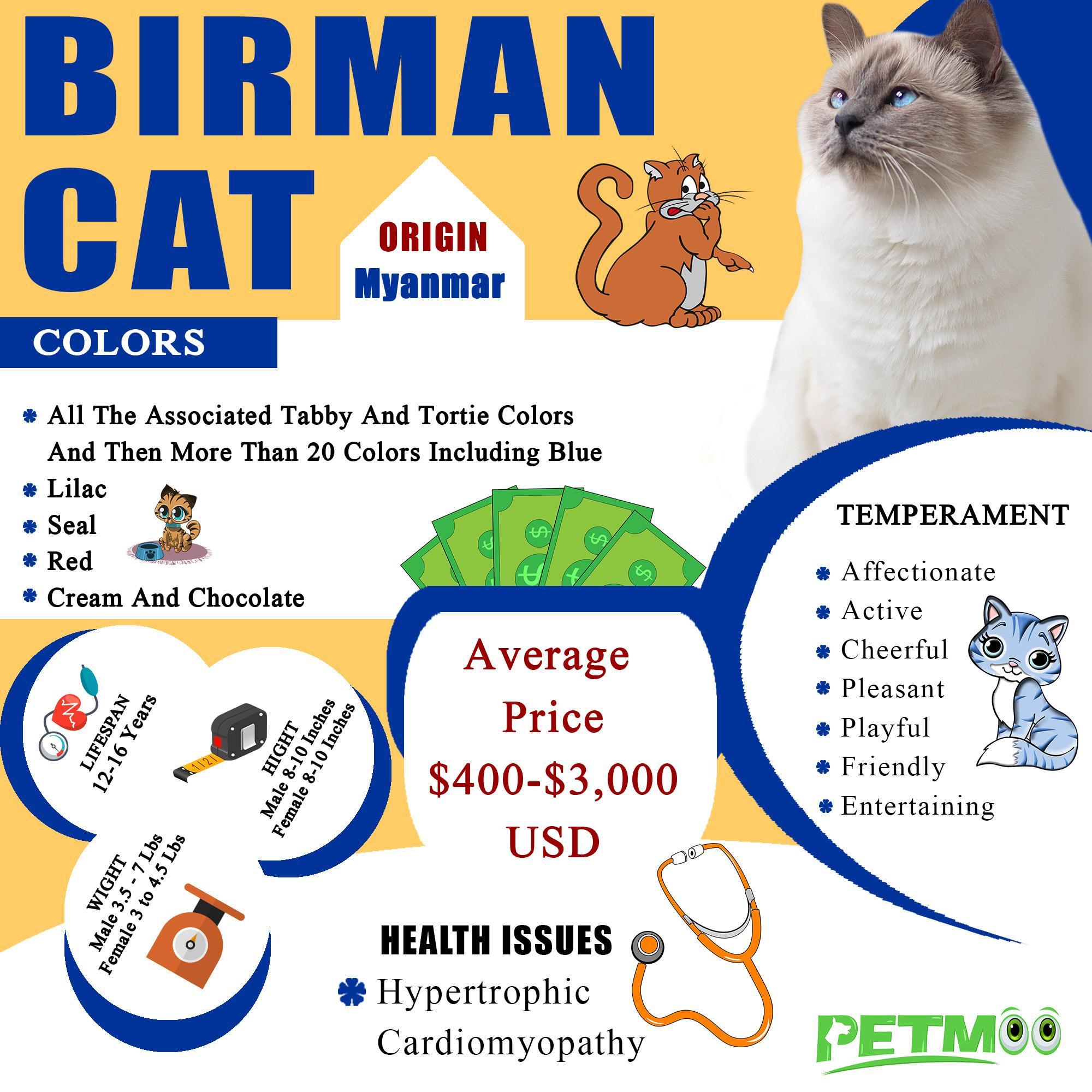 Birman Cat Infographic