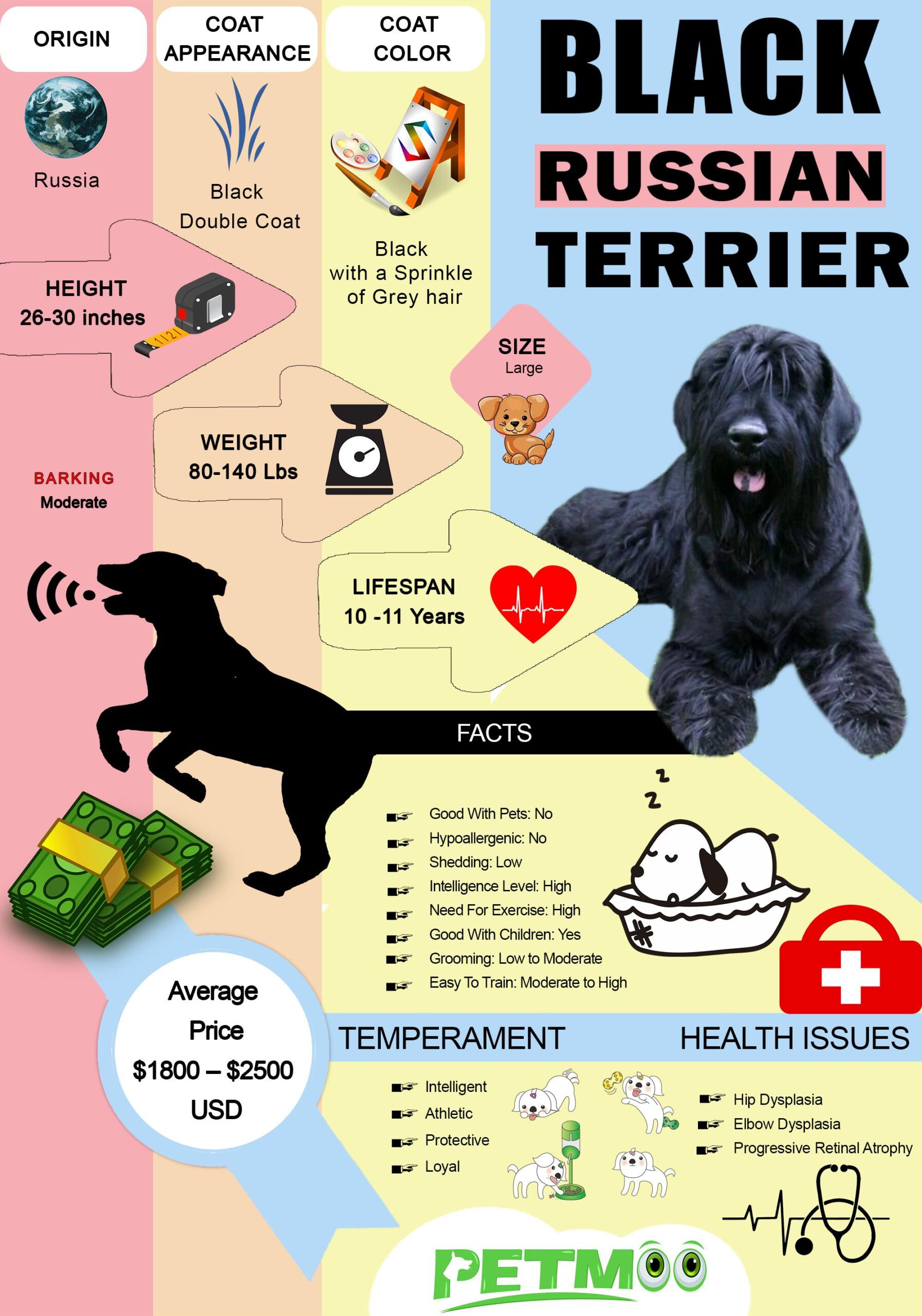 Black Russian Terrier Infographic