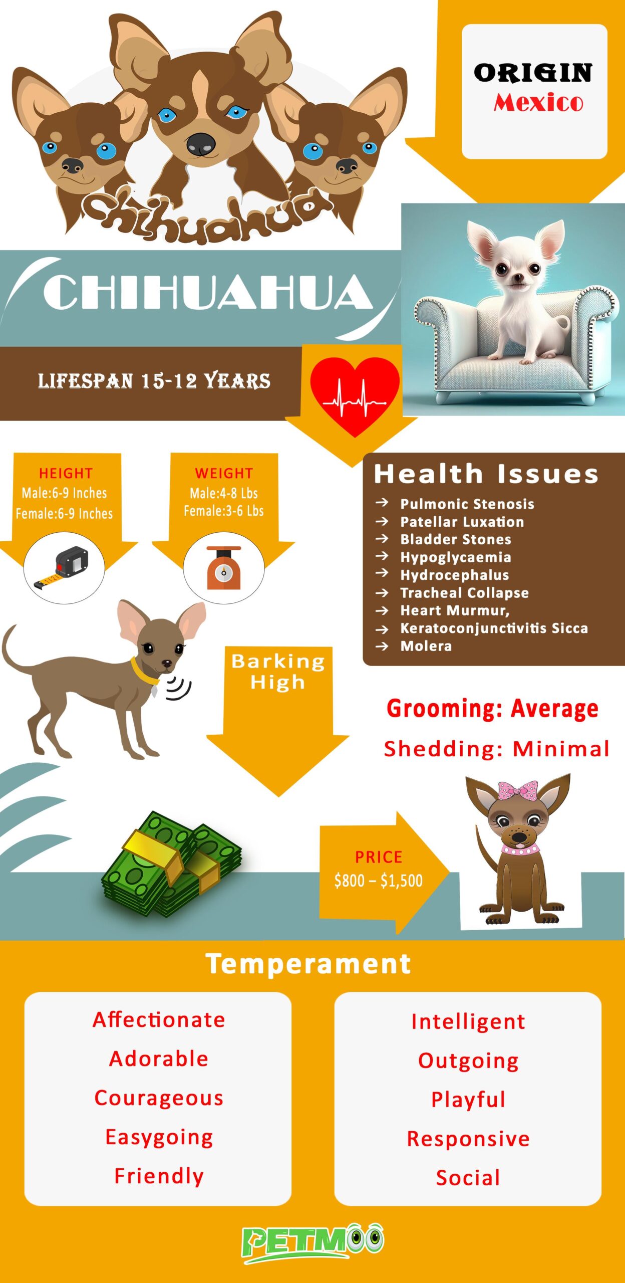 Chihuahua Infographic