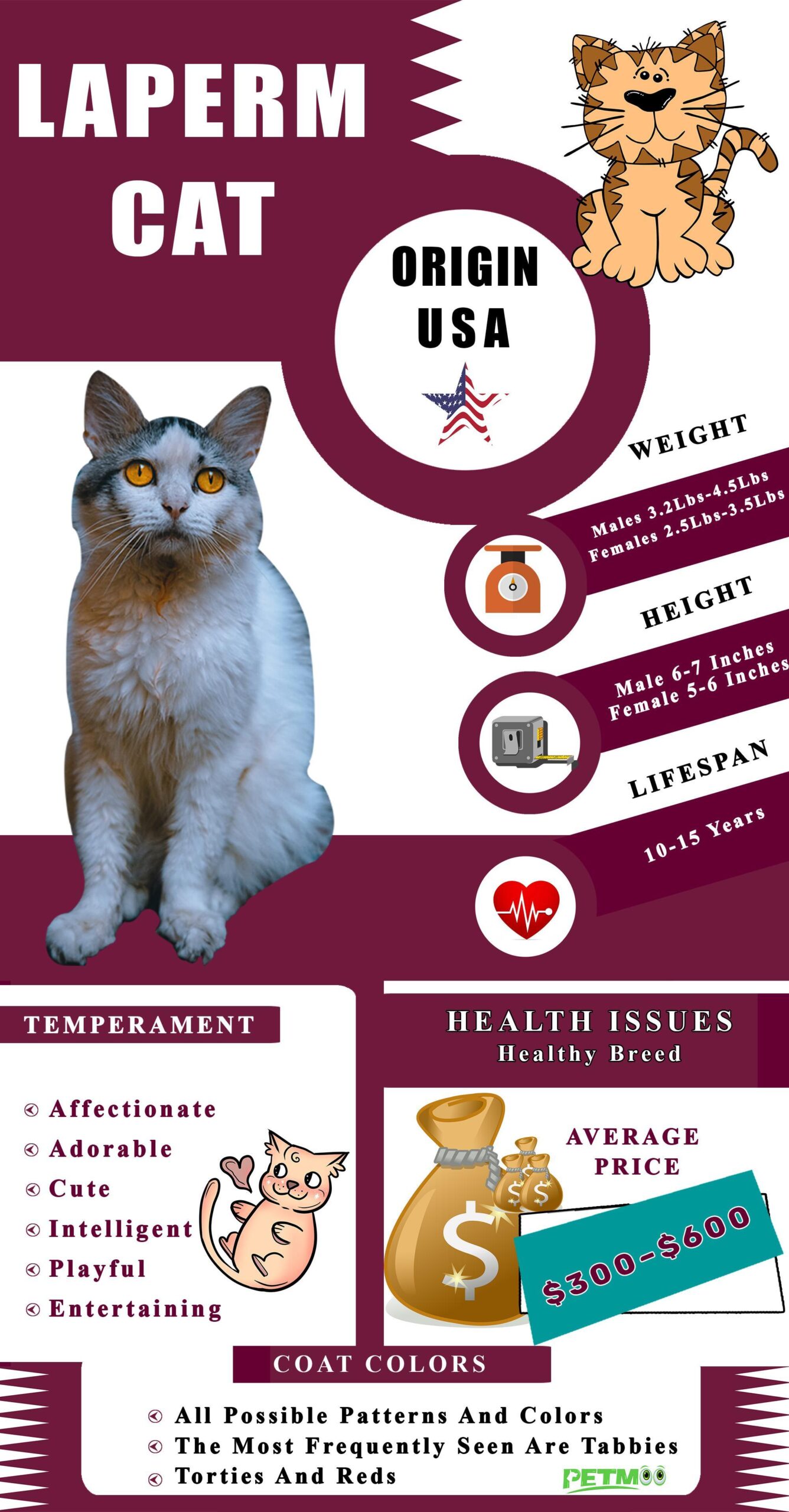 Laperm Cat Infographic