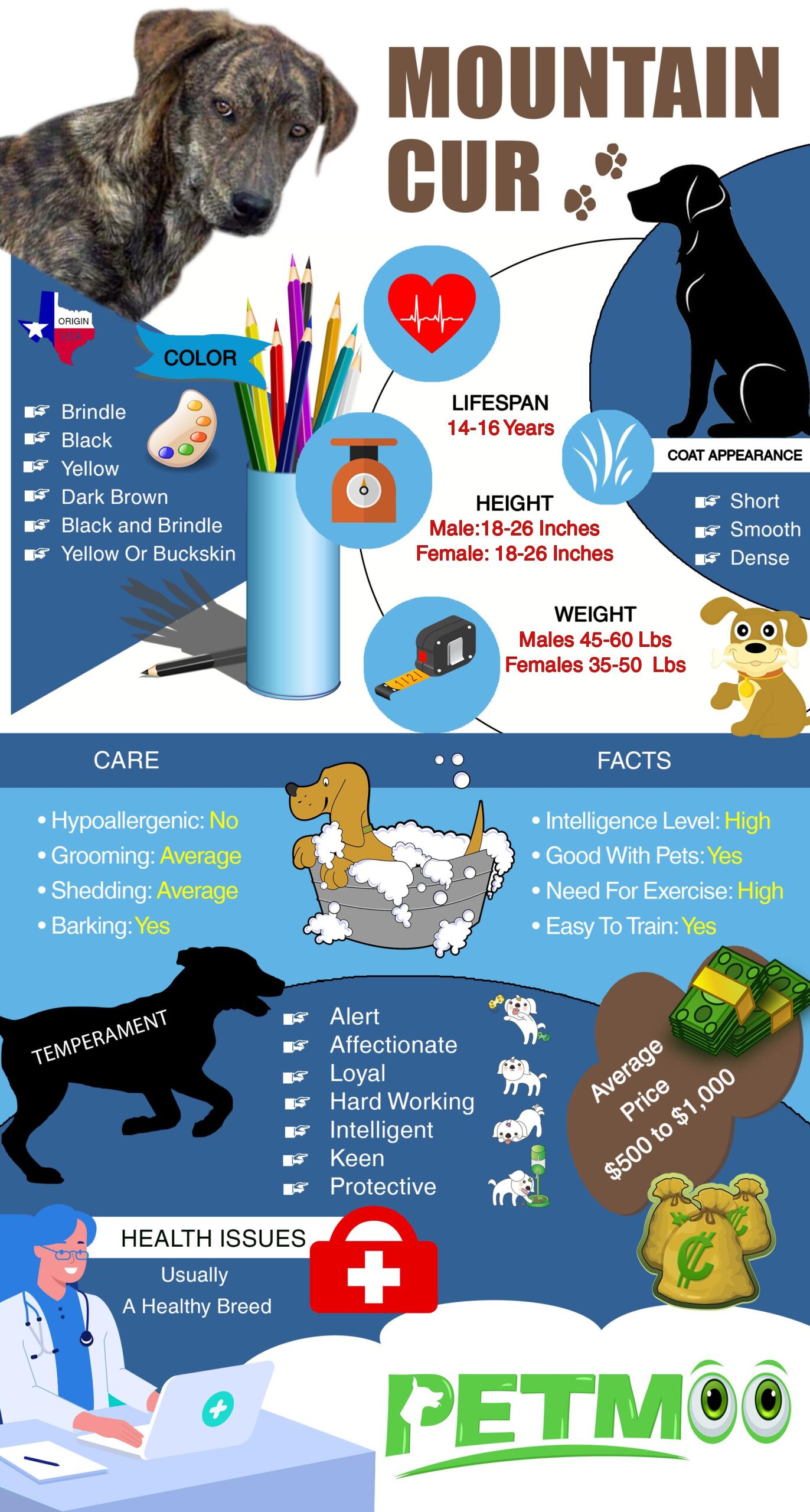 Mountain Cur Infographic