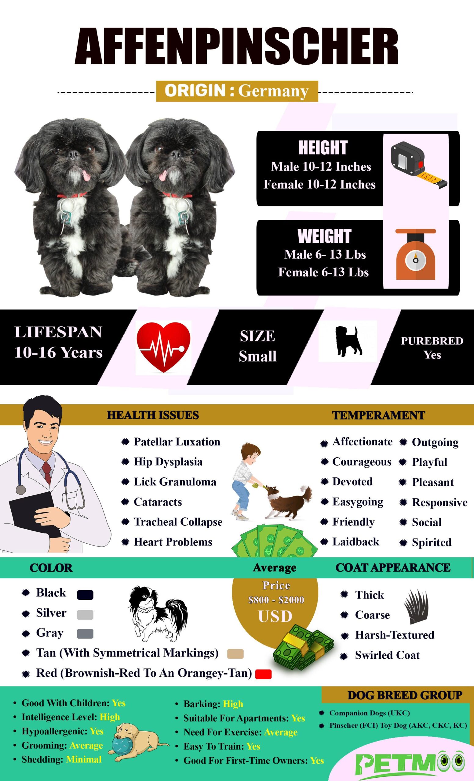 Affenpinscher  Infographic