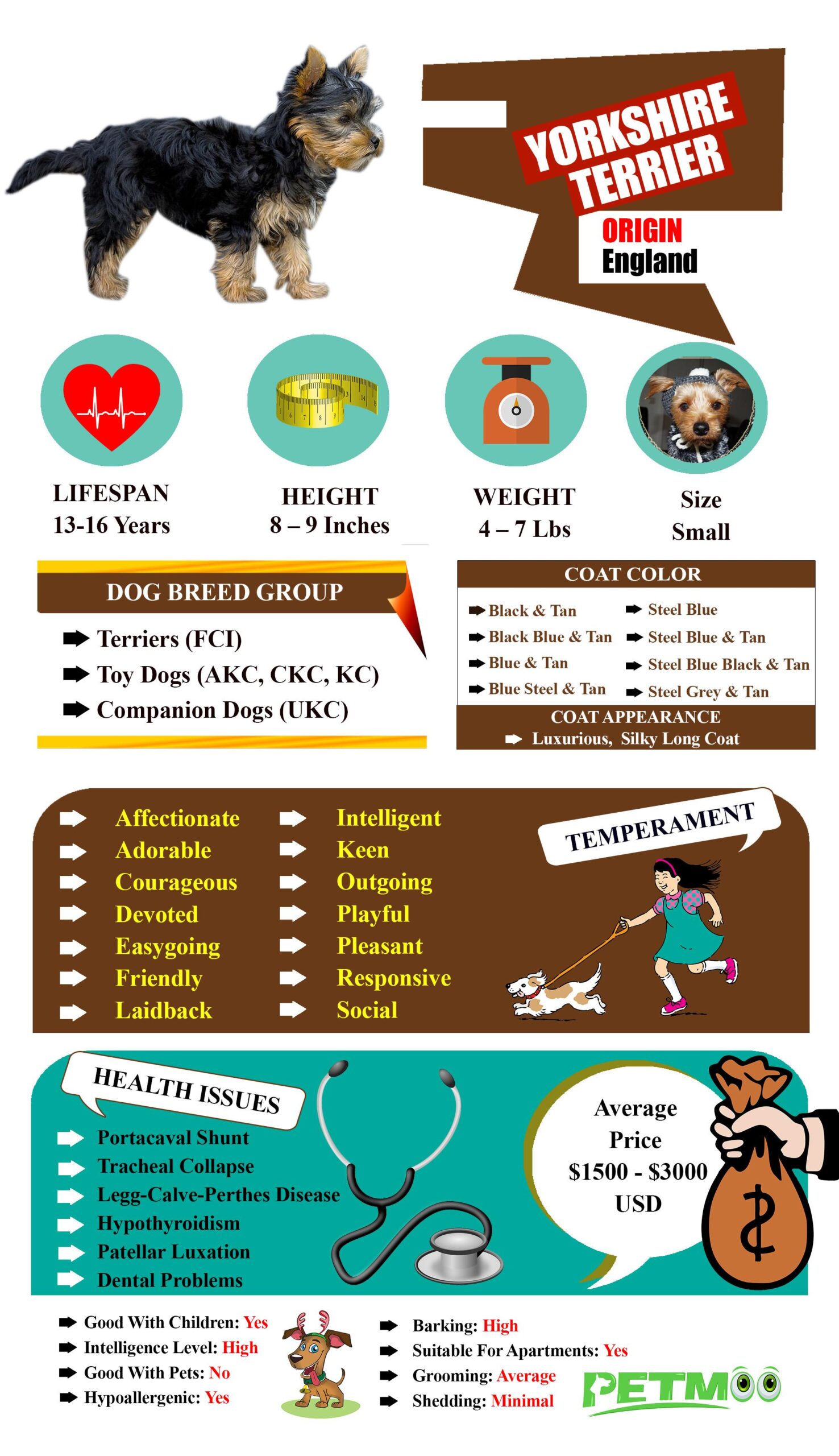 Yorkshire Terrier Infographic