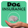 dog insurance