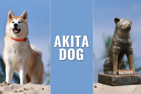 Akita Puppy