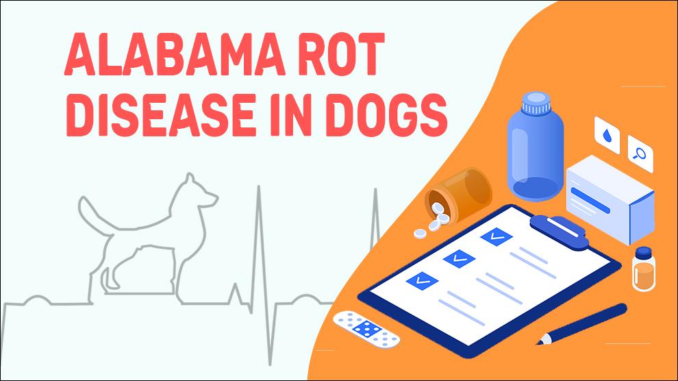 Alabama Rot Disease In Dogs