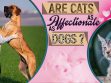 Dogs vs Cats