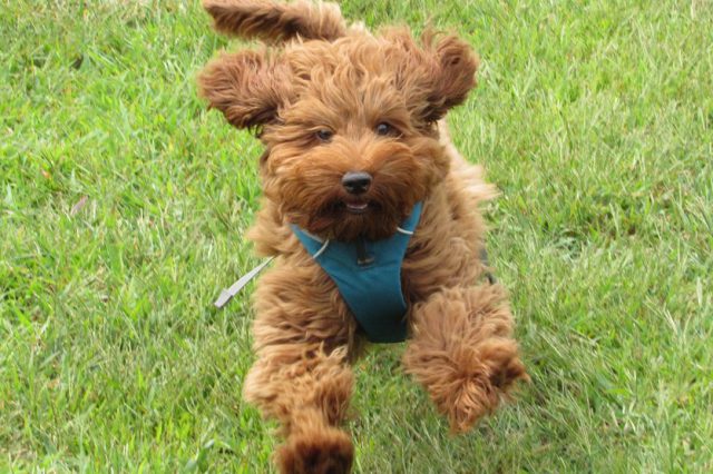 Australian Labradoodle