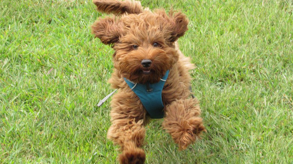 Australian Labradoodle - Dog Breed And History - Petmoo