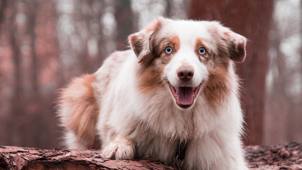 Australian Shepherd Puppy