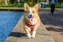 Beagle Corgi Mix