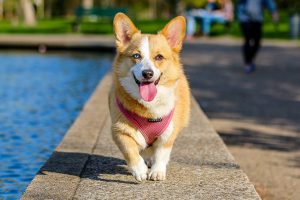 Beagle Corgi Mix