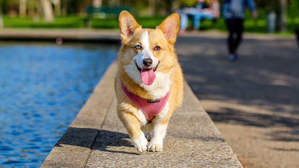 Beagle Corgi Mix