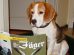 Beagle Puppy