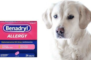 Benadryl For Dogs
