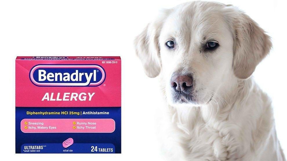 can benadryl help control a mast cell tumor in dogs