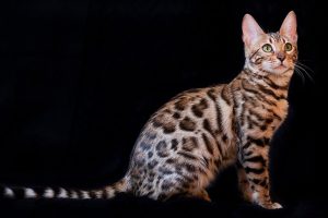 Bengal Cats