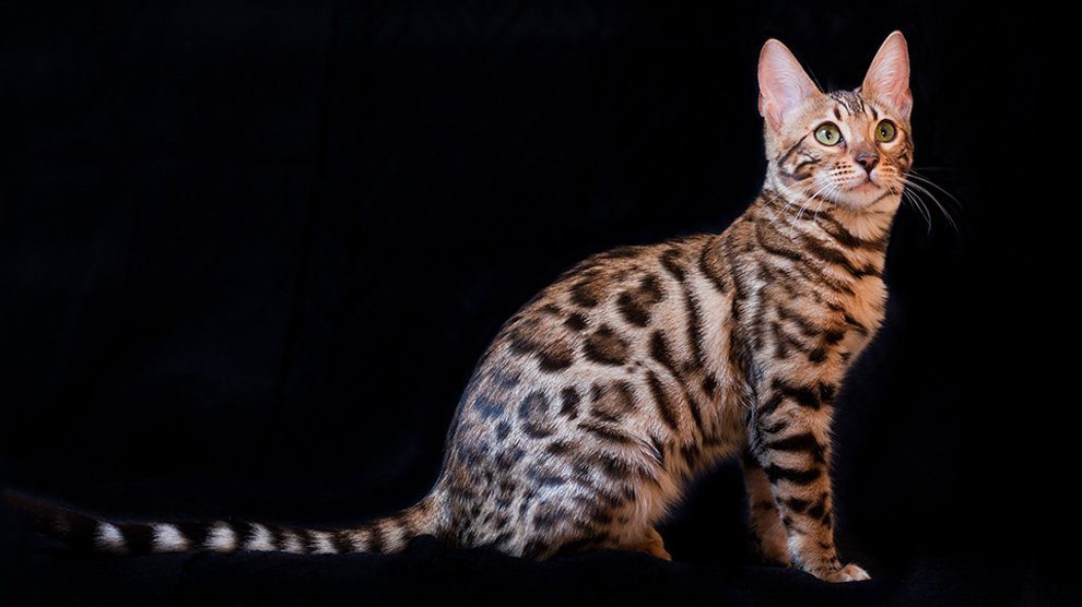 Bengal Cats