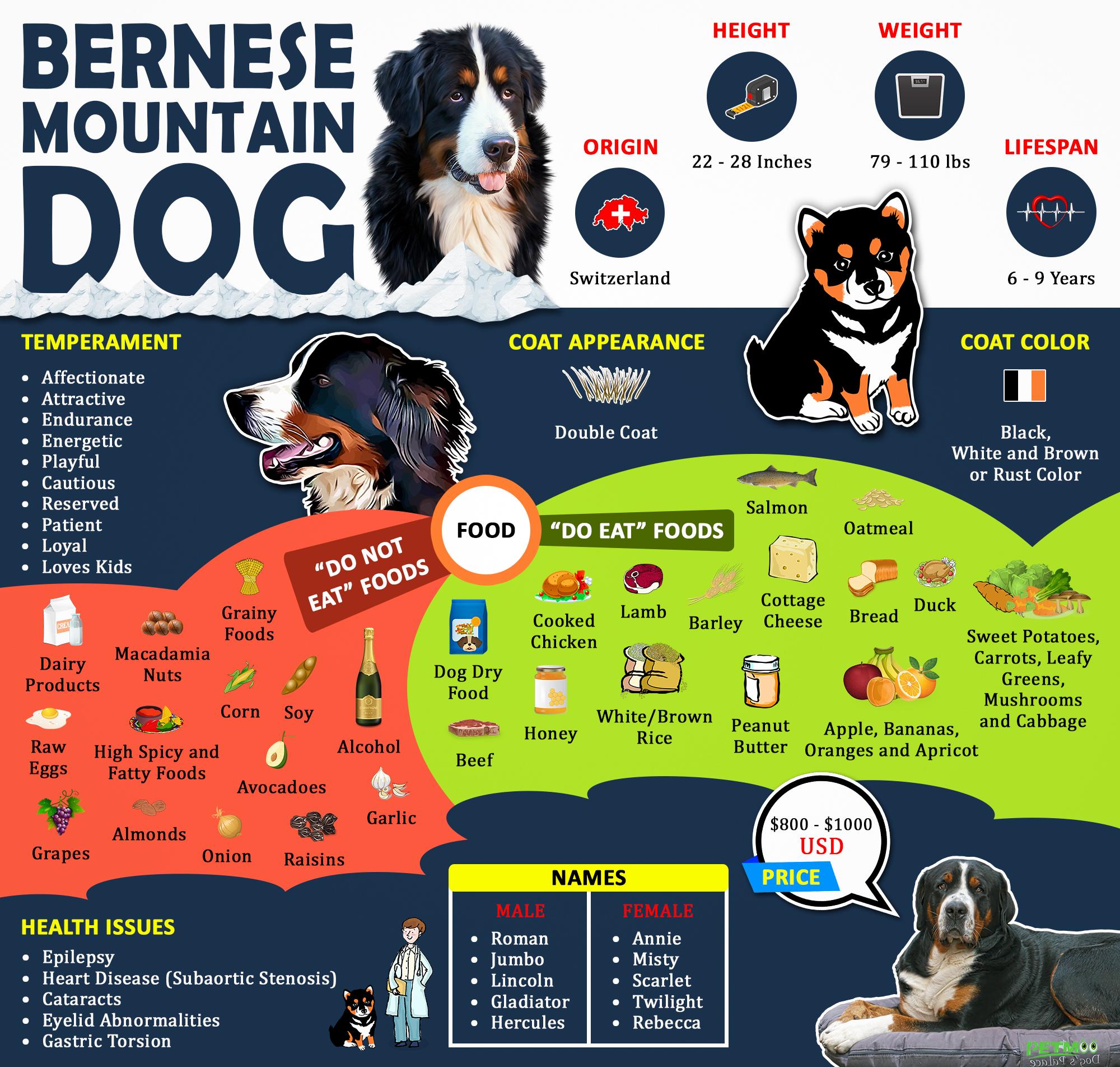 Bernese Mountain Dog Infographic
