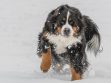 Bernese Mountain Dog Puppies