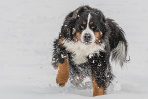 Bernese Mountain Dog Puppies