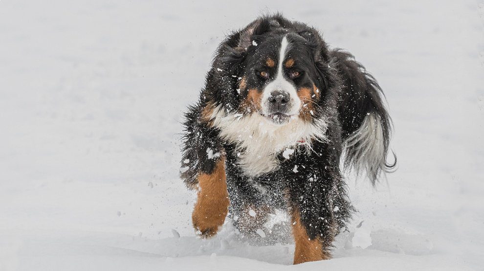 Bernese Mountain Dog Puppies